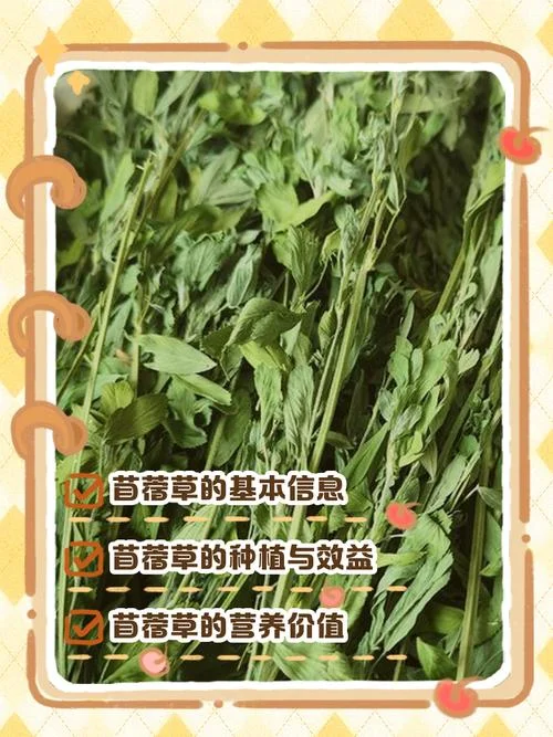 苜蓿一亩收入多少元_2