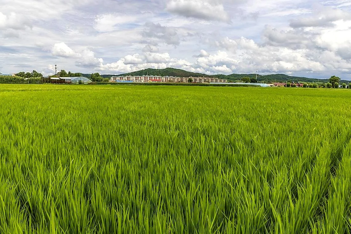 养龙虾一亩地放多少苗_2