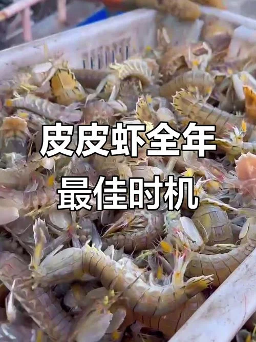 几月份皮皮虾最肥-几月份皮皮虾最肥
