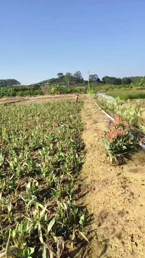 美人蕉价格一亩多少_1