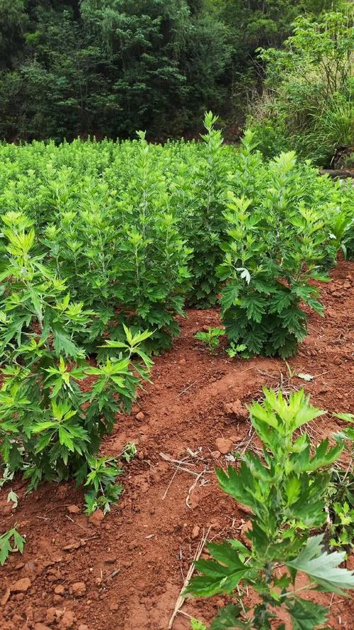 四亩艾草一年收入多少_1