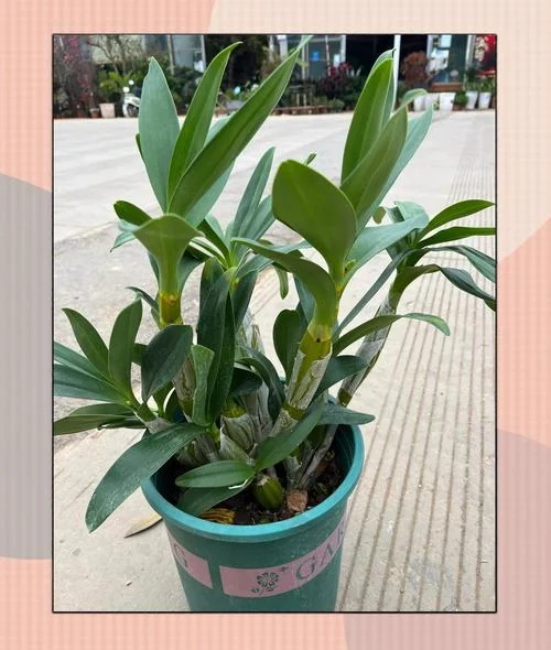 秄花斛在药店叫什么_1