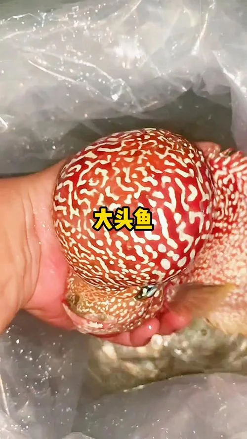 大头鱼又叫什么鱼_1