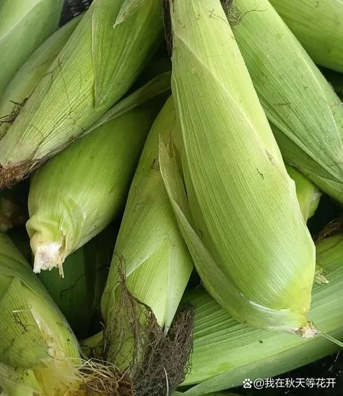 梦见烧玉米棒子吃-梦食烤玉米