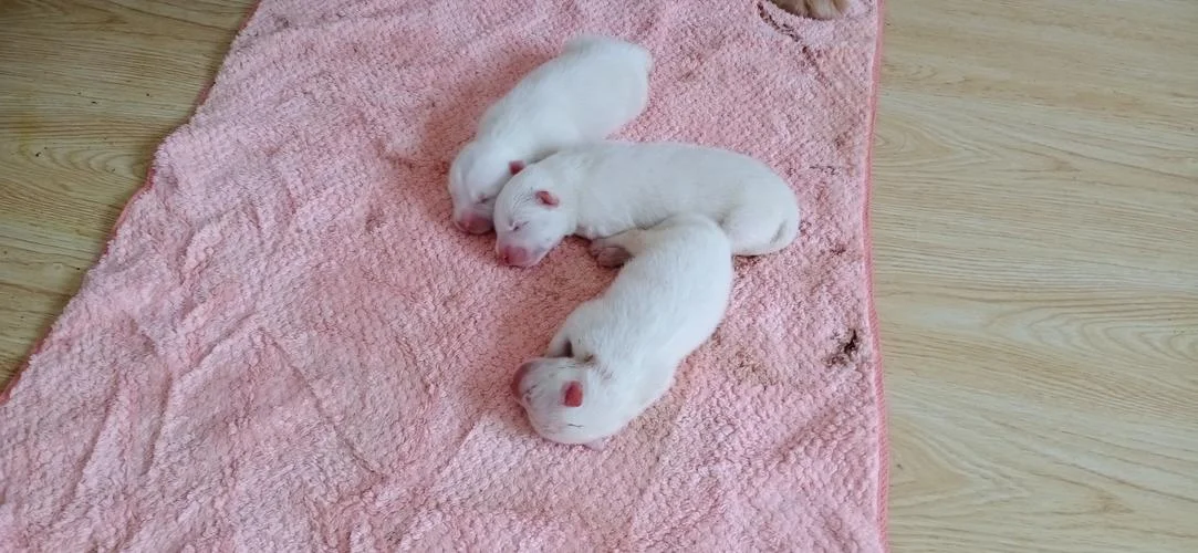 梦见白狗生小孩_2