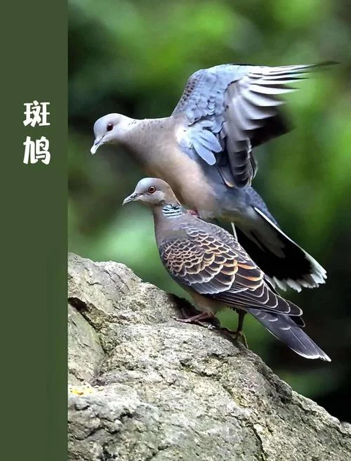 成都老斑鸠抖音叫什么-成都老斑鸠抖音号
