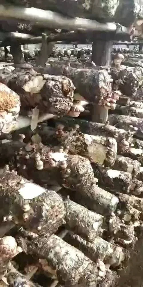食用菌一亩多少棒_2