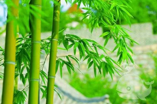 解梦大全查询梦到号码_1