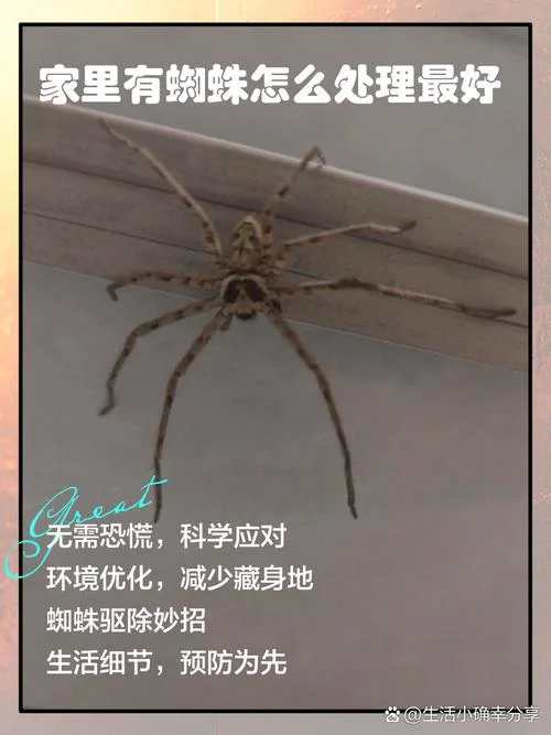女人梦见屋子里成群的蜘蛛_2