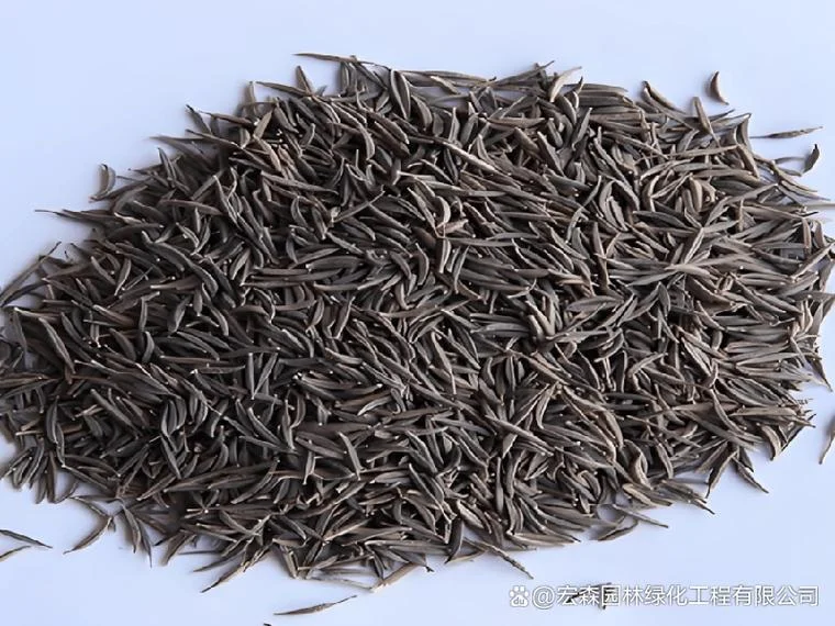 波斯菊种子每平方撒多少比较合适_1