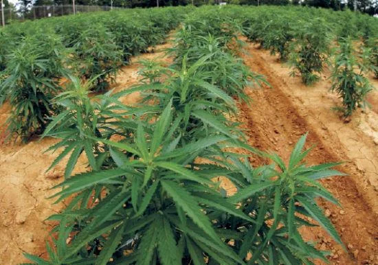 美国留学大麻_2