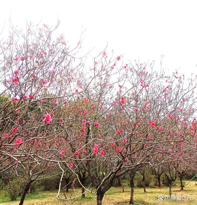 鹰嘴桃几月份开花_1