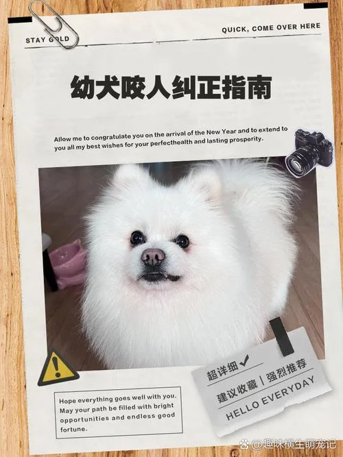 幼犬老是咬人怎么办-幼犬咬人怎么办