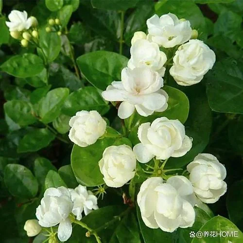 茉莉花花期是几月_2
