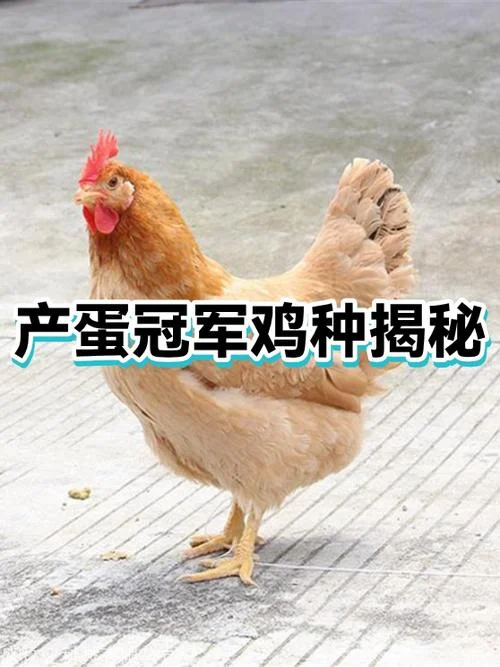 梦到鸡下蛋碎了-梦碎鸡卵