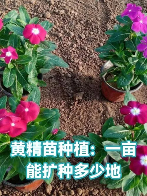 一亩黄精种植多少棵_1