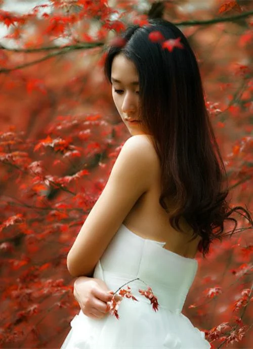 十七集电视剧落红剧情介绍-十七集剧落红简介