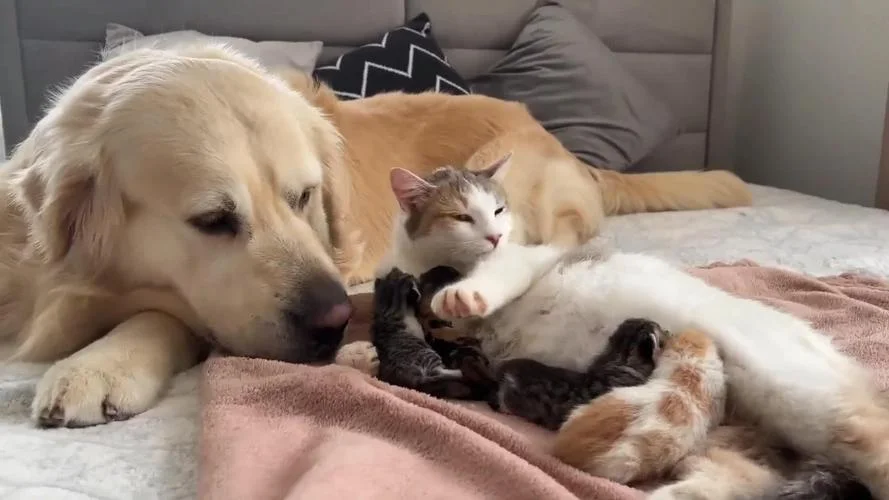 梦见救了猫和狗_2