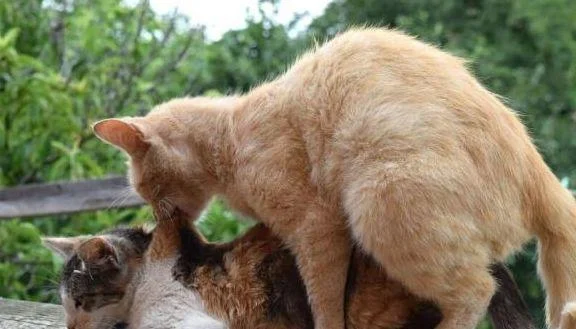 女人梦见帮狗猫交配_2