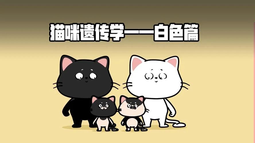 梦到一只黑猫一只白猫_2