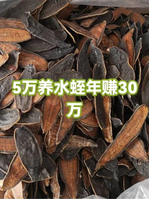 水蛭养殖一亩投放多少_1