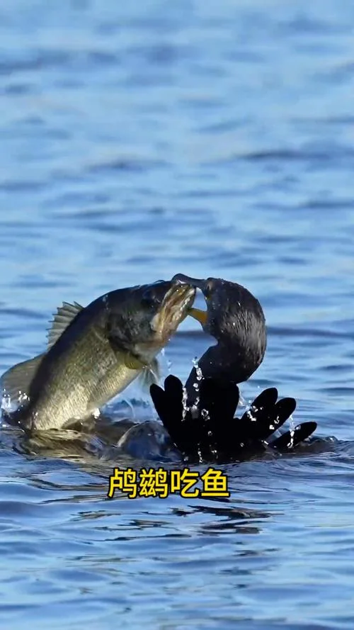 梦见老公抓了一条大鱼_2