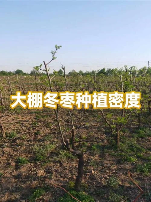 一亩多少冬枣树苗_1