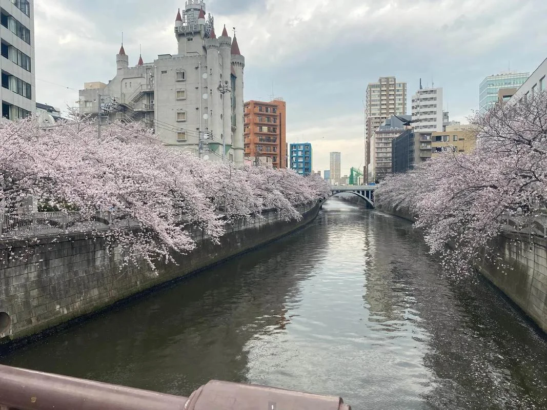 常州樱花日本留学-常州樱花日本留学