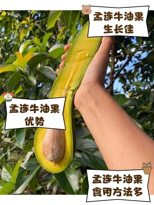 牛油果几月份_1