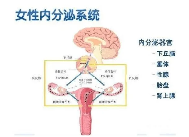 如何查内分泌失调_2