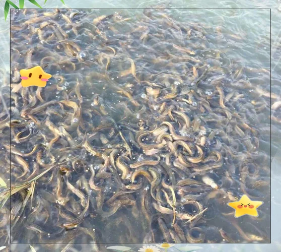 养一亩泥鳅要多少成本_2