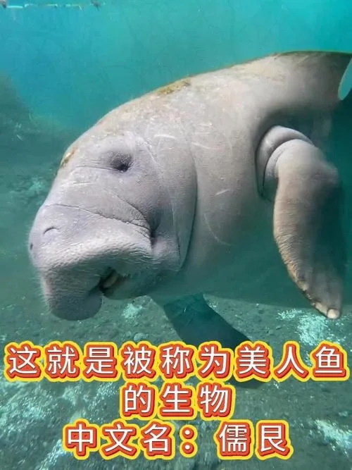 美人鱼叫什么名字-美人鱼的名字
