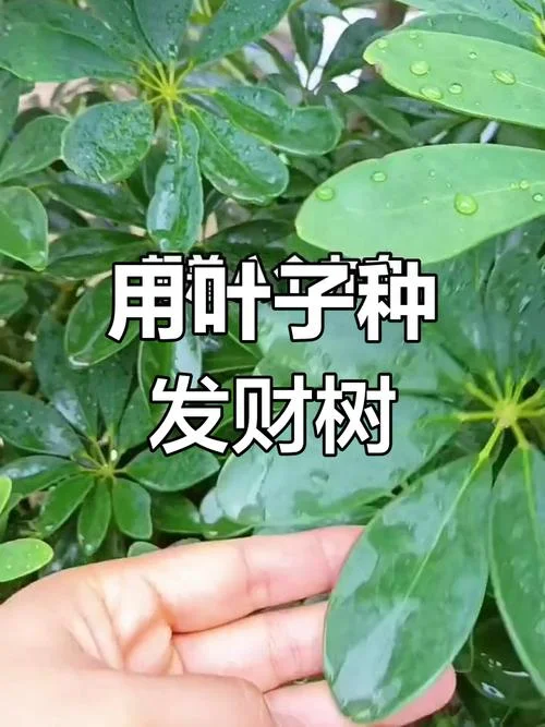 几月份可以扦插招财树_2
