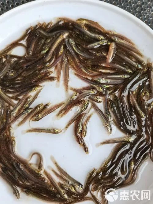 泥鳅养殖一亩要多少苗_1