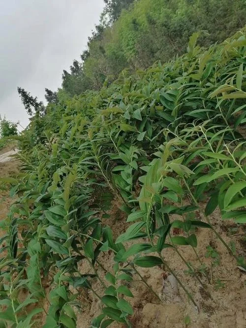 玉竹一亩有多少利润_1