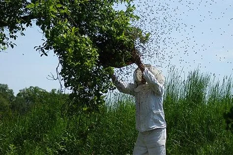 梦见蚂蜂窝在地下_2