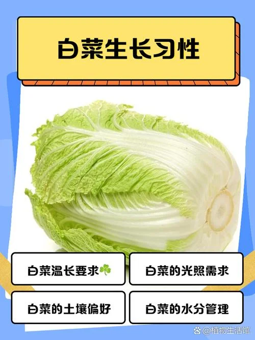 一亩地产多少斤白菜_2