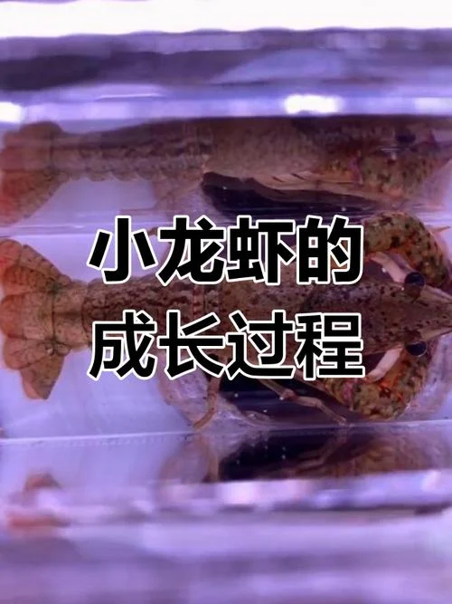 龙虾蜕壳感悟_2