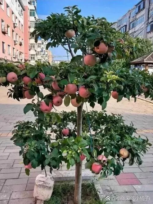 一亩地能栽多少棵苹果树_2