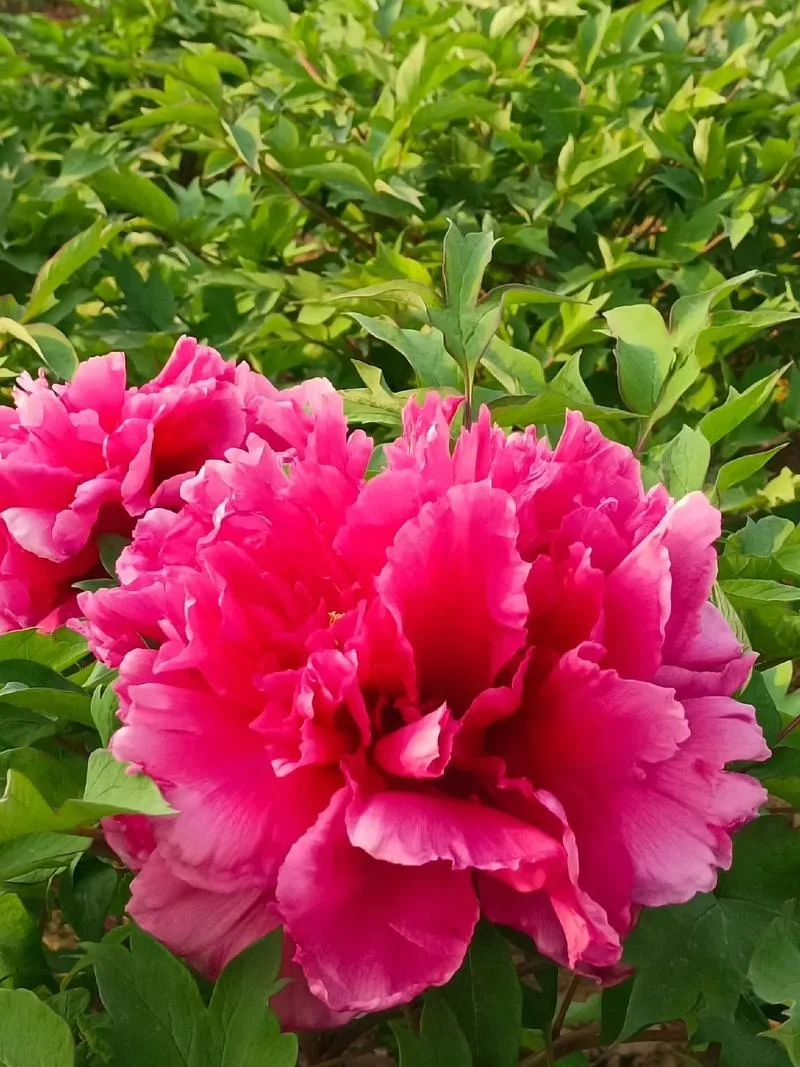百花齐放春满园下一句-满园百花齐放春