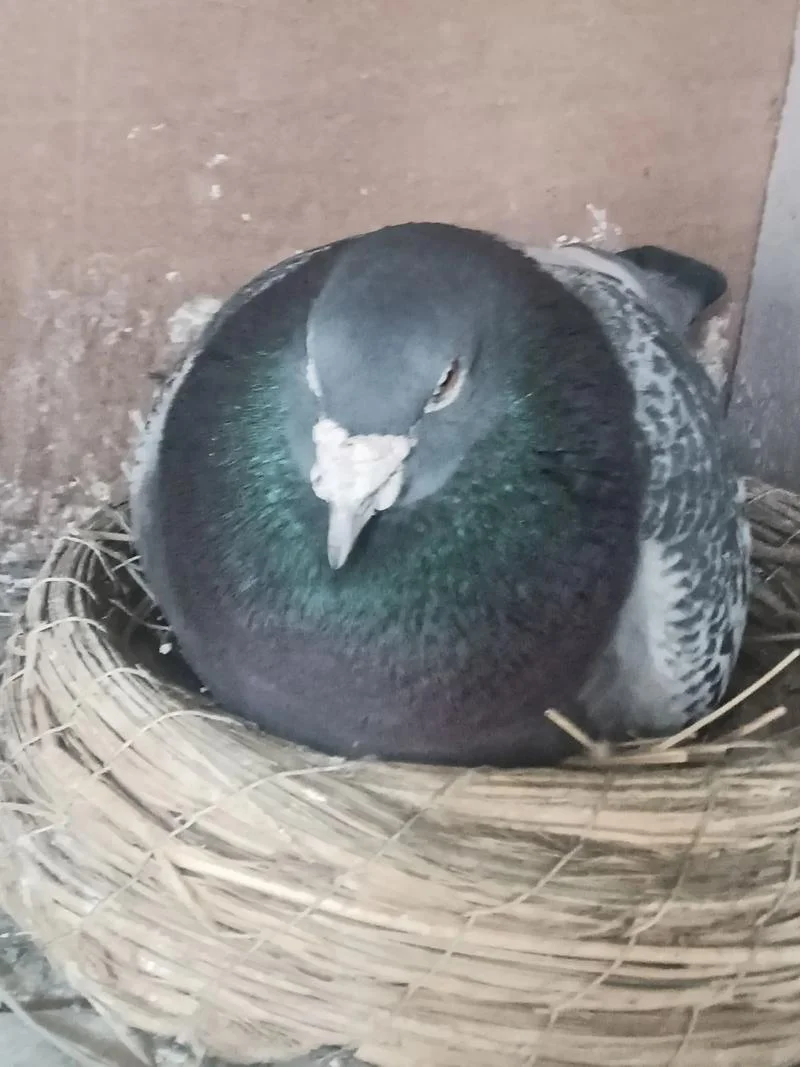 北京张明信鸽成绩_1