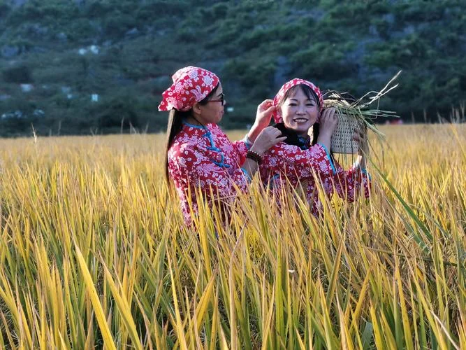 孕妇梦见收稻谷进家里_1