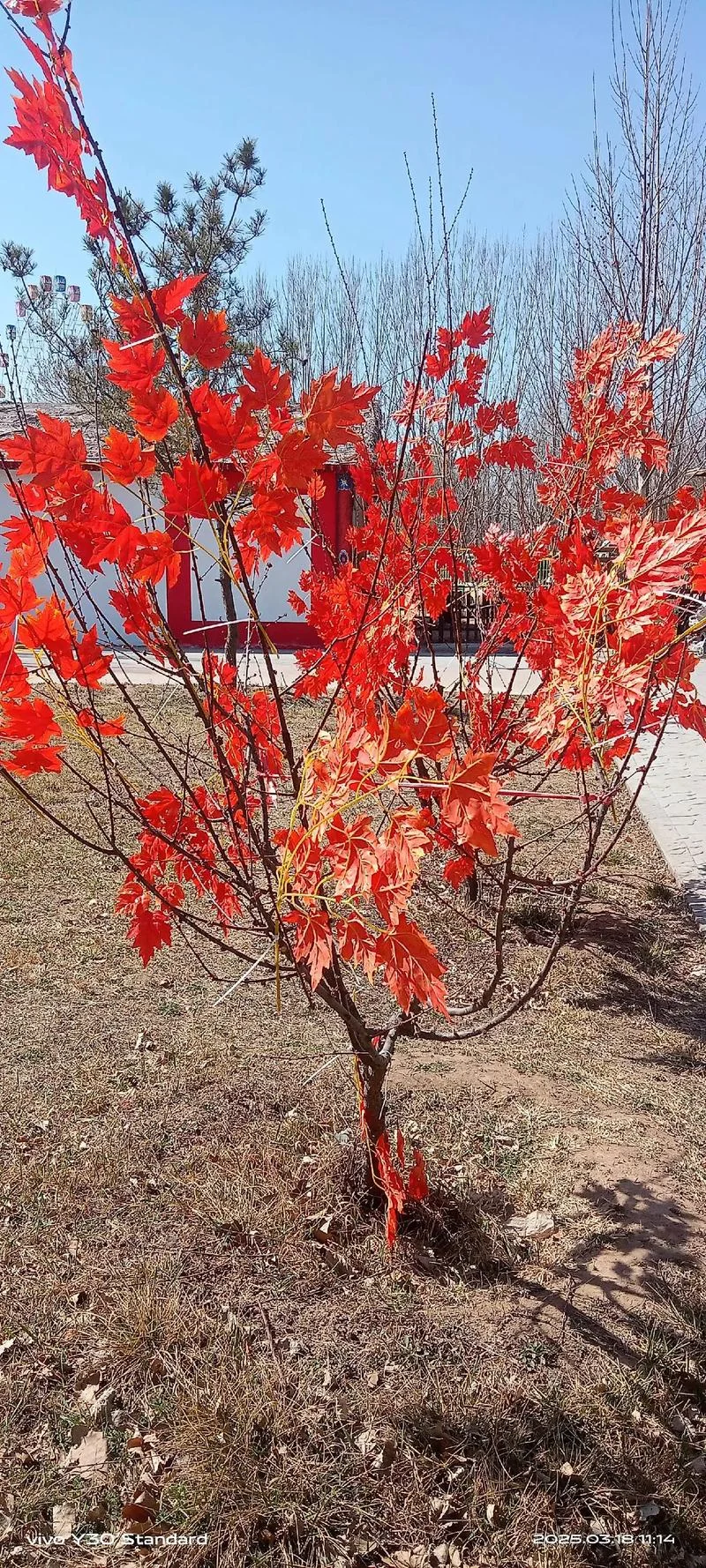 红叶花叫什么_2