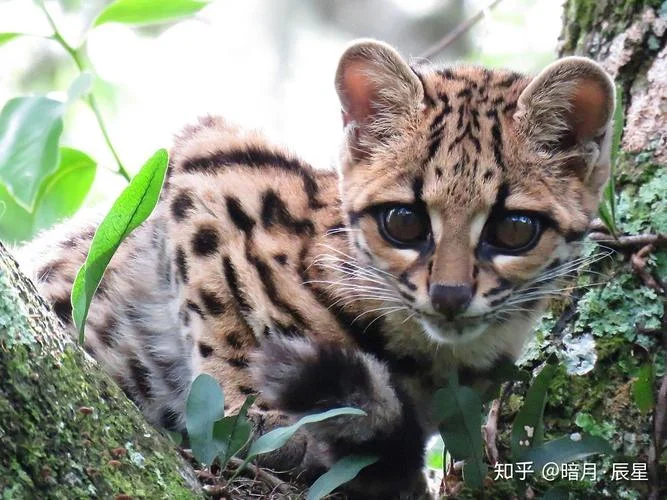 虎年的猫叫什么名字_1