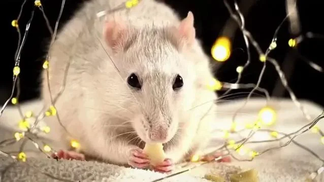 周公解梦梦见老鼠很多_2