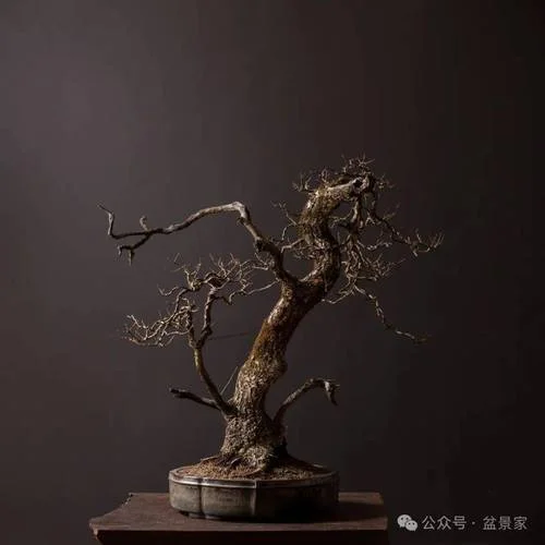 梦见大朽木_2