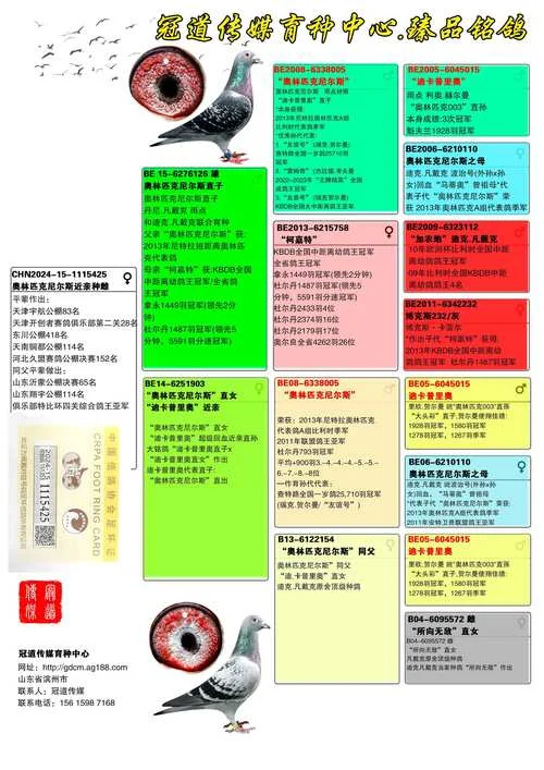 查鸽子环号成绩怎么查_2