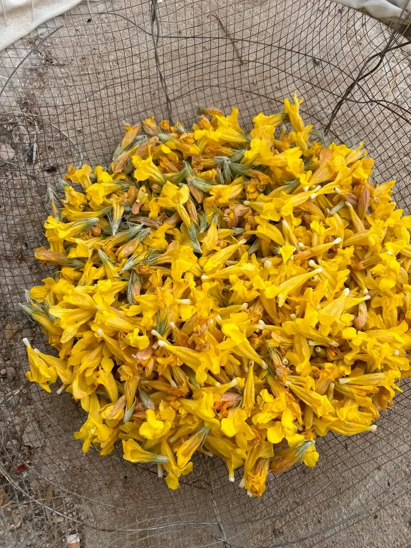 梦见满山的小黄花-梦游满山金黄花海