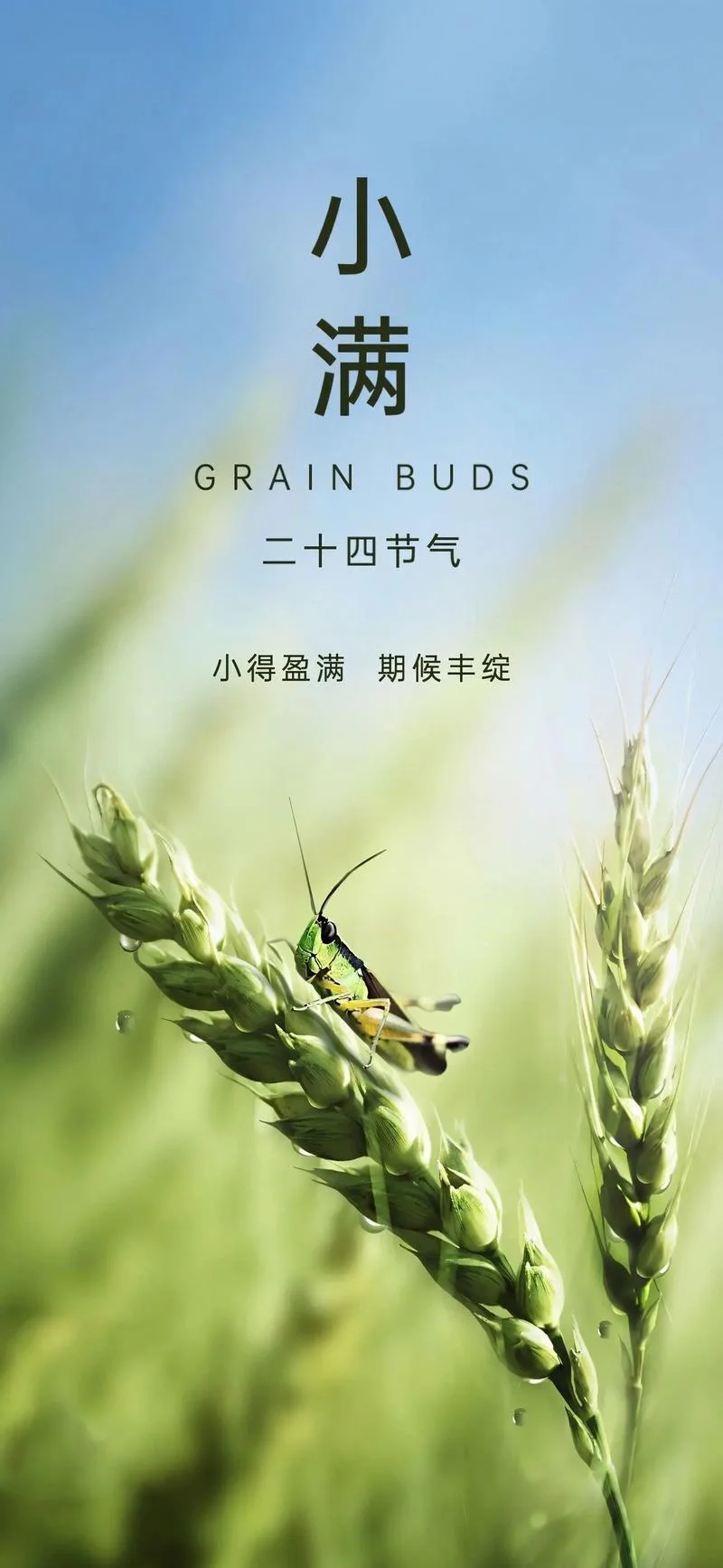 每年小满是几月几号_1