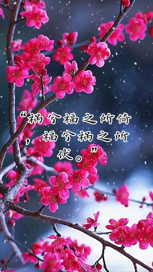 福兮祸所伏上一句_1